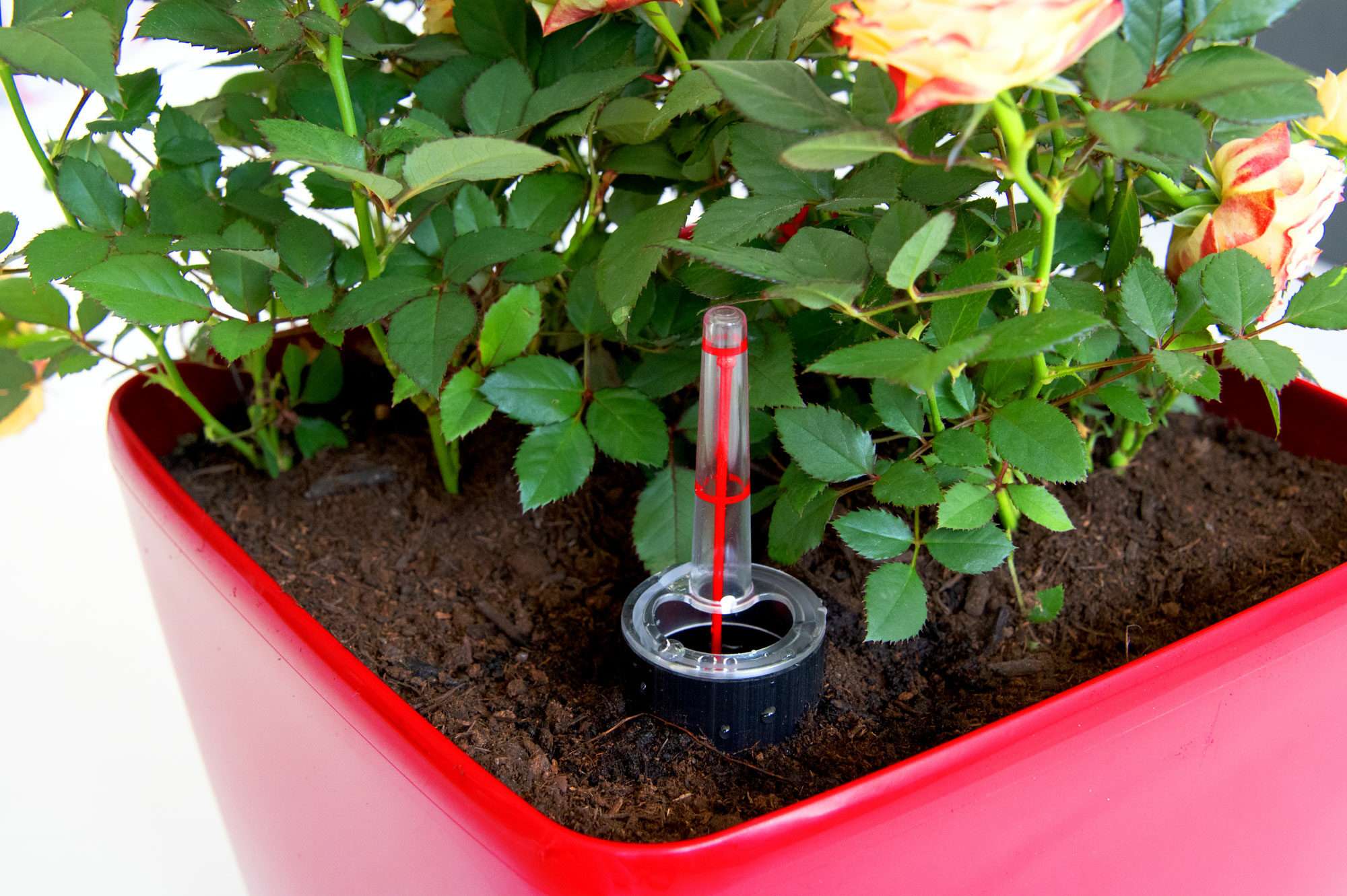 Image du produit : QUADRATO zelfbewaterende bloempot - 24cm x 24cm x 25cm